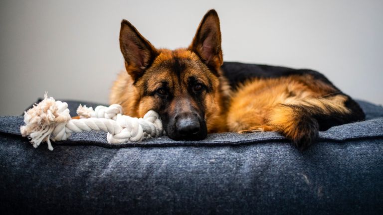 German Shepherd pictured while laying down in her bed.