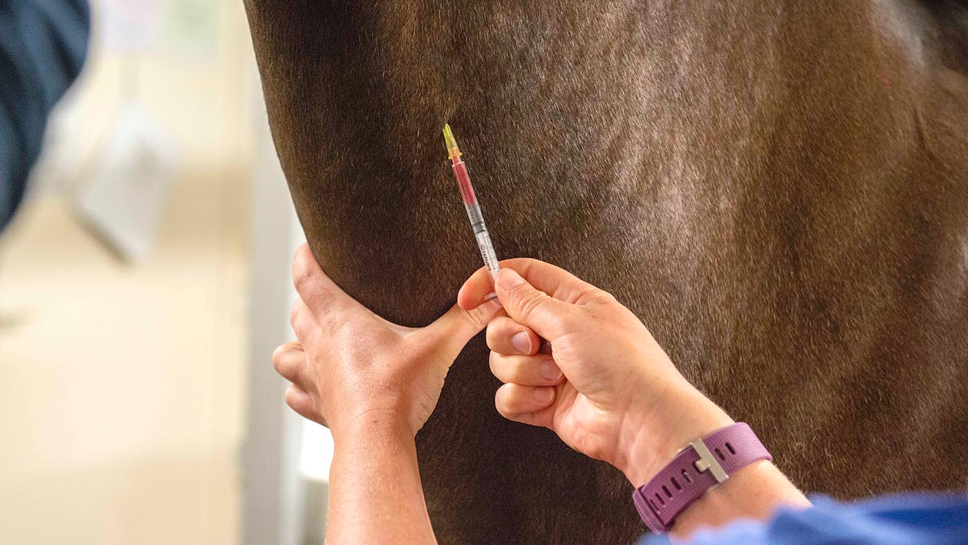 Injection_of_sedation_into_vein.jpg