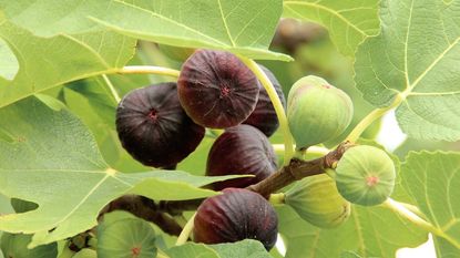 figs growing on tree 