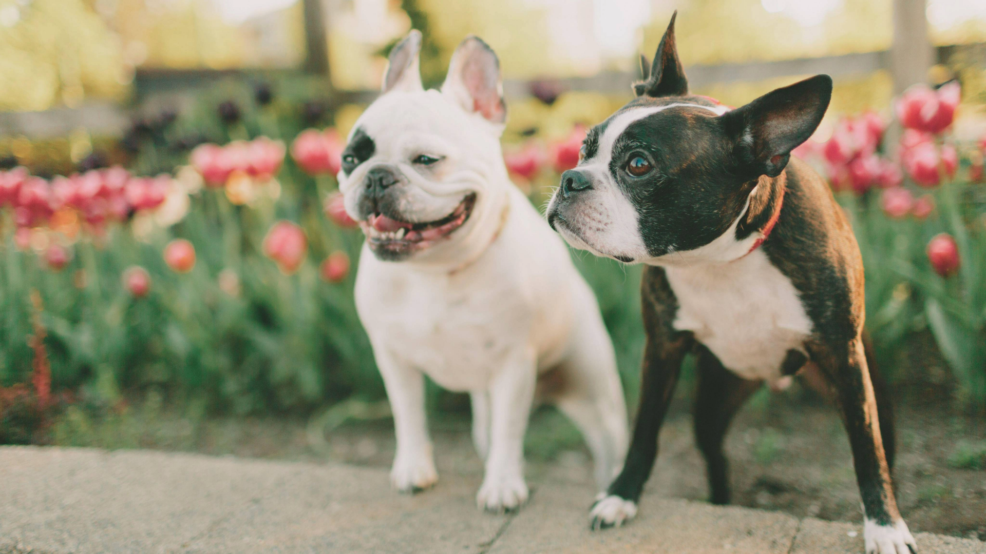 Boston terrier and french bulldog sitting in front of tulips