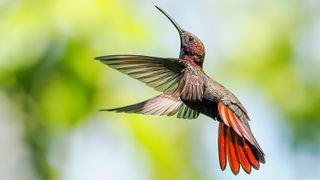 A vibrant hummingbird with iridescent plumage and striking red tail feathers hovers gracefully against a blurred green background