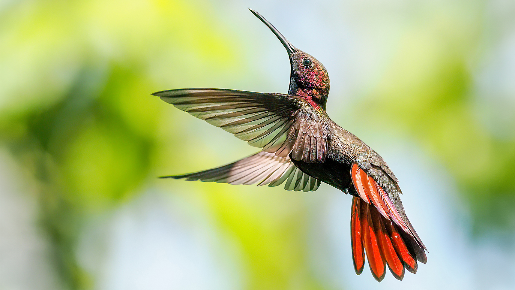 A vibrant hummingbird with iridescent plumage and striking red tail feathers hovers gracefully against a blurred green background