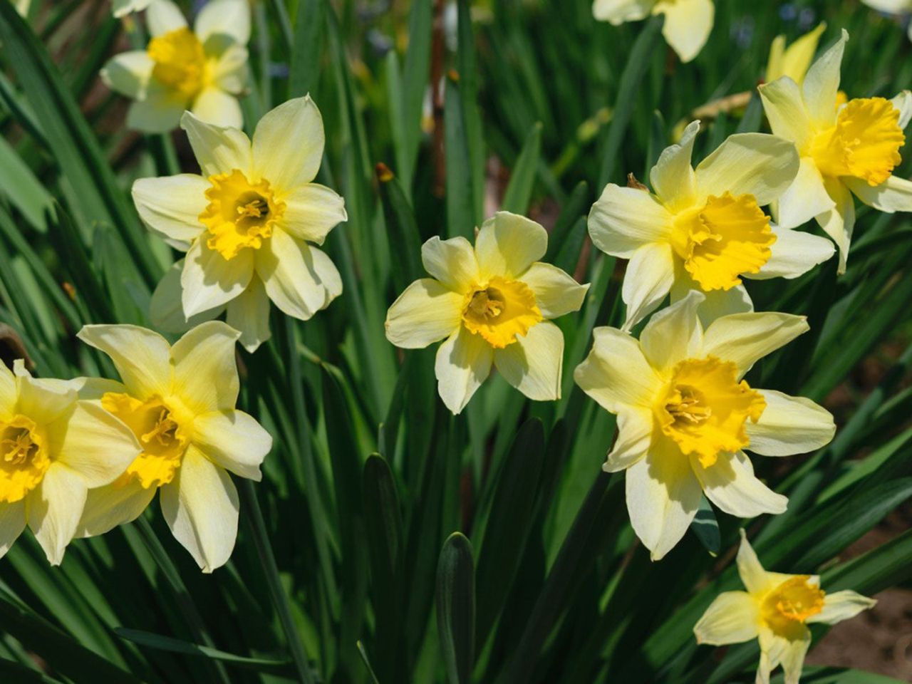 Yellow Heirloom Flowers