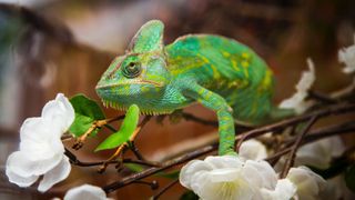 Veiled Chameleon