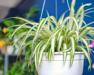 Variegated spider plant in white hanging pot with blue wall in background