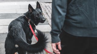 Nervous dog on a leash looks behind at its owner