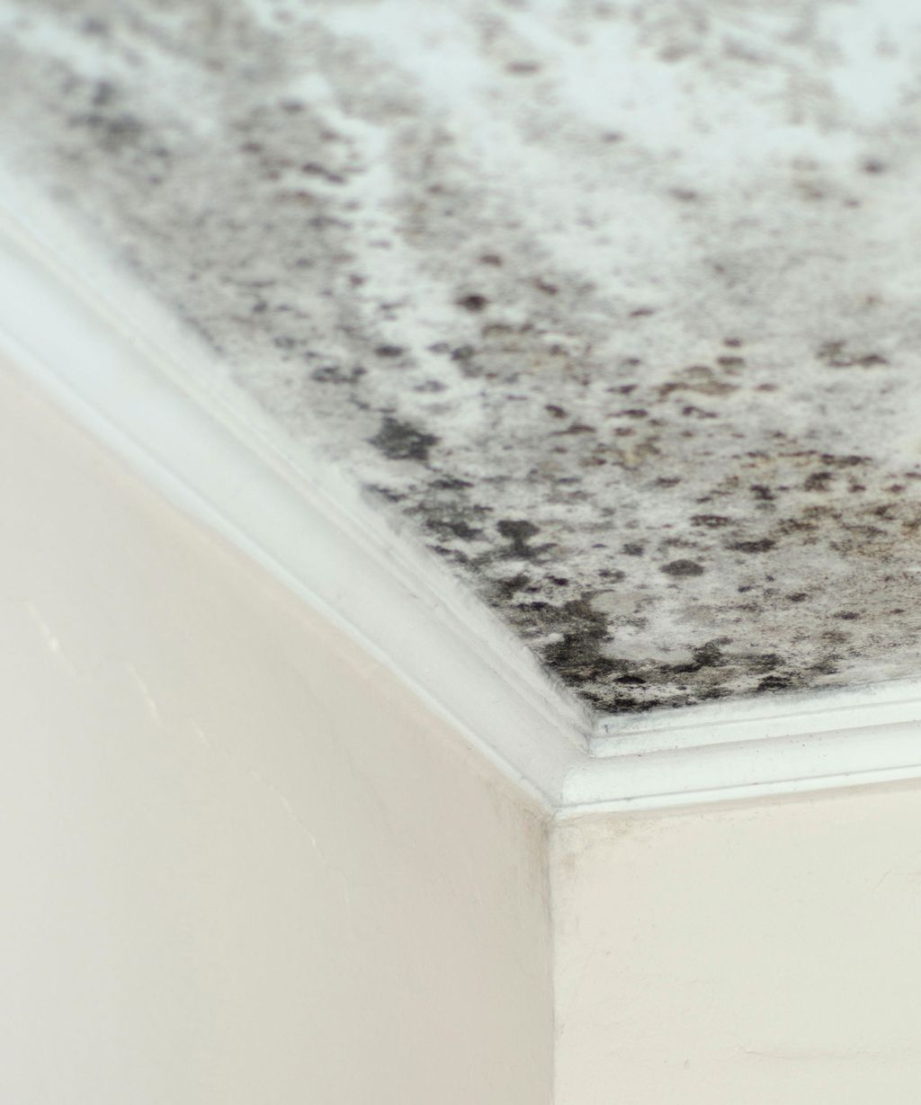 How to get rid of black mold tips to remove mold at home Homes & Gardens