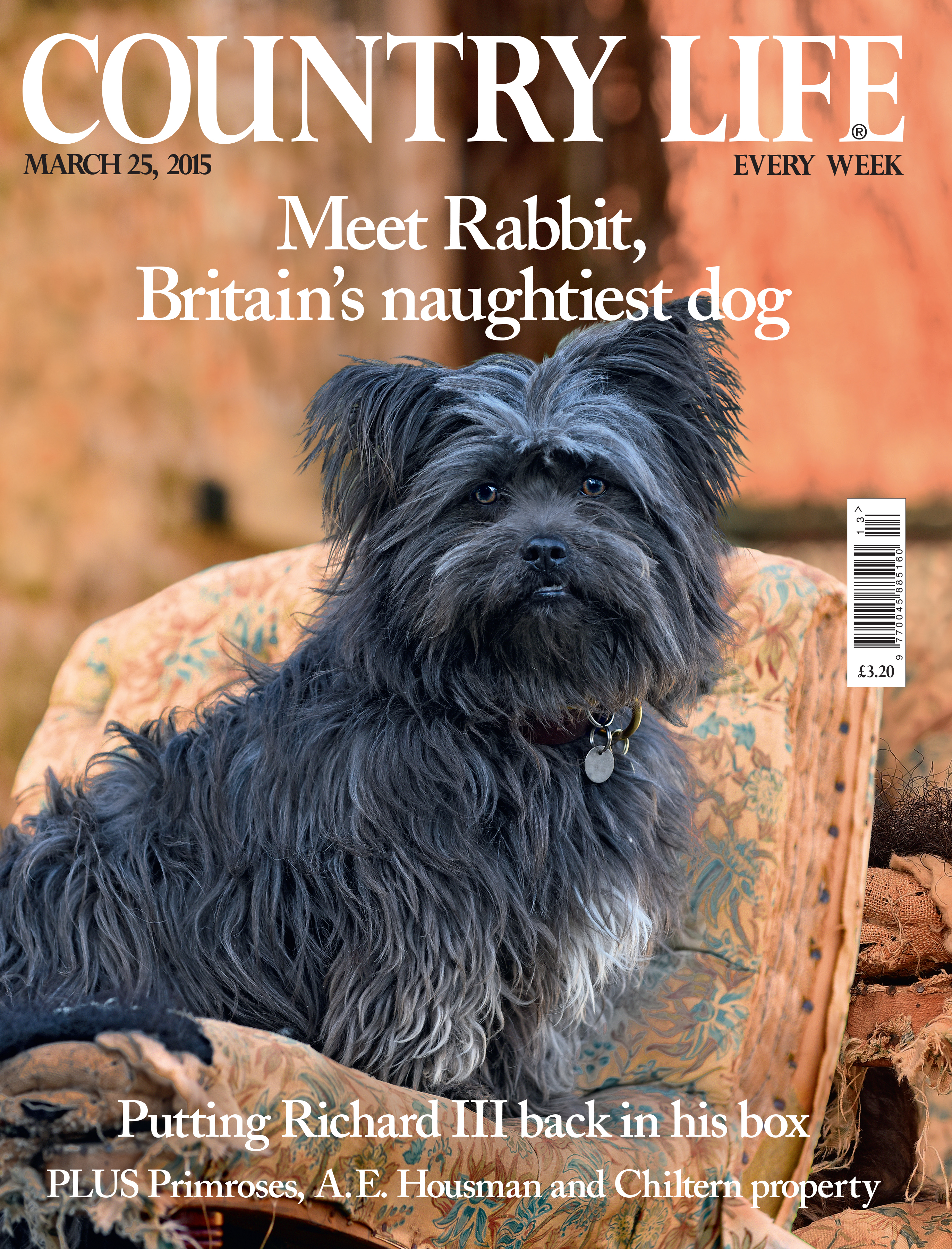 Cover of Country Life magazine March 25, 2015, featuring a shaggy black-and-grey dog called Rabbit sitting on a floral armchair outdoors. The cover line reads: &amp;lsquo;Meet Rabbit, Britain&amp;rsquo;s naughtiest dog&amp;rsquo;.