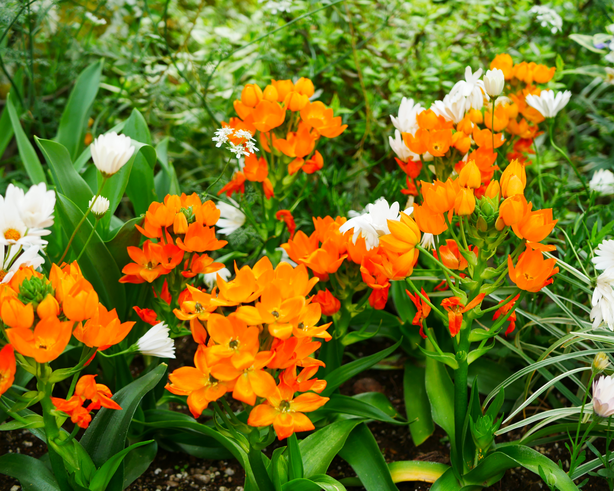 Orange star plants growing in the garden