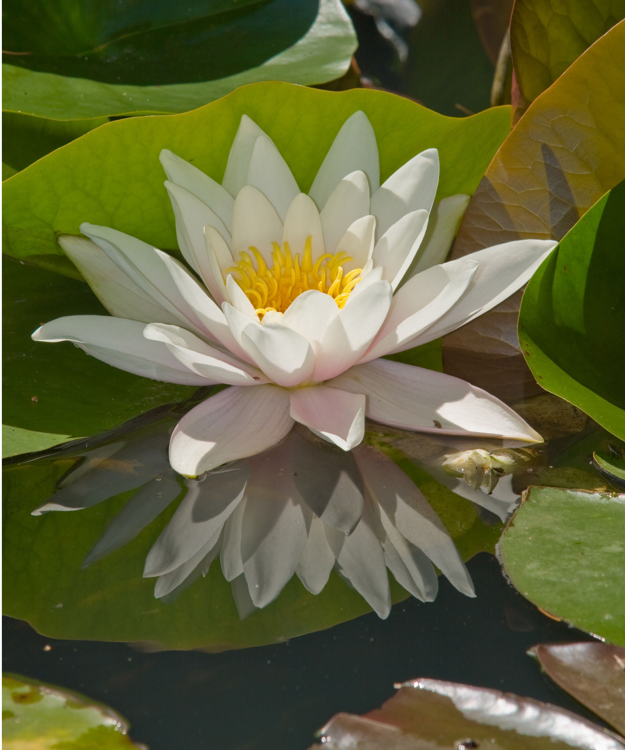 Water lily