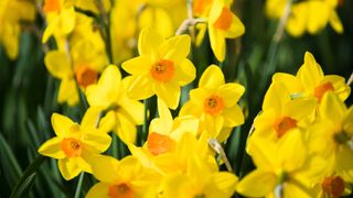 close-up of daffodils