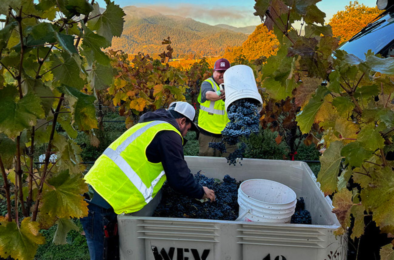 vineyard workers picking grapes at harvest time