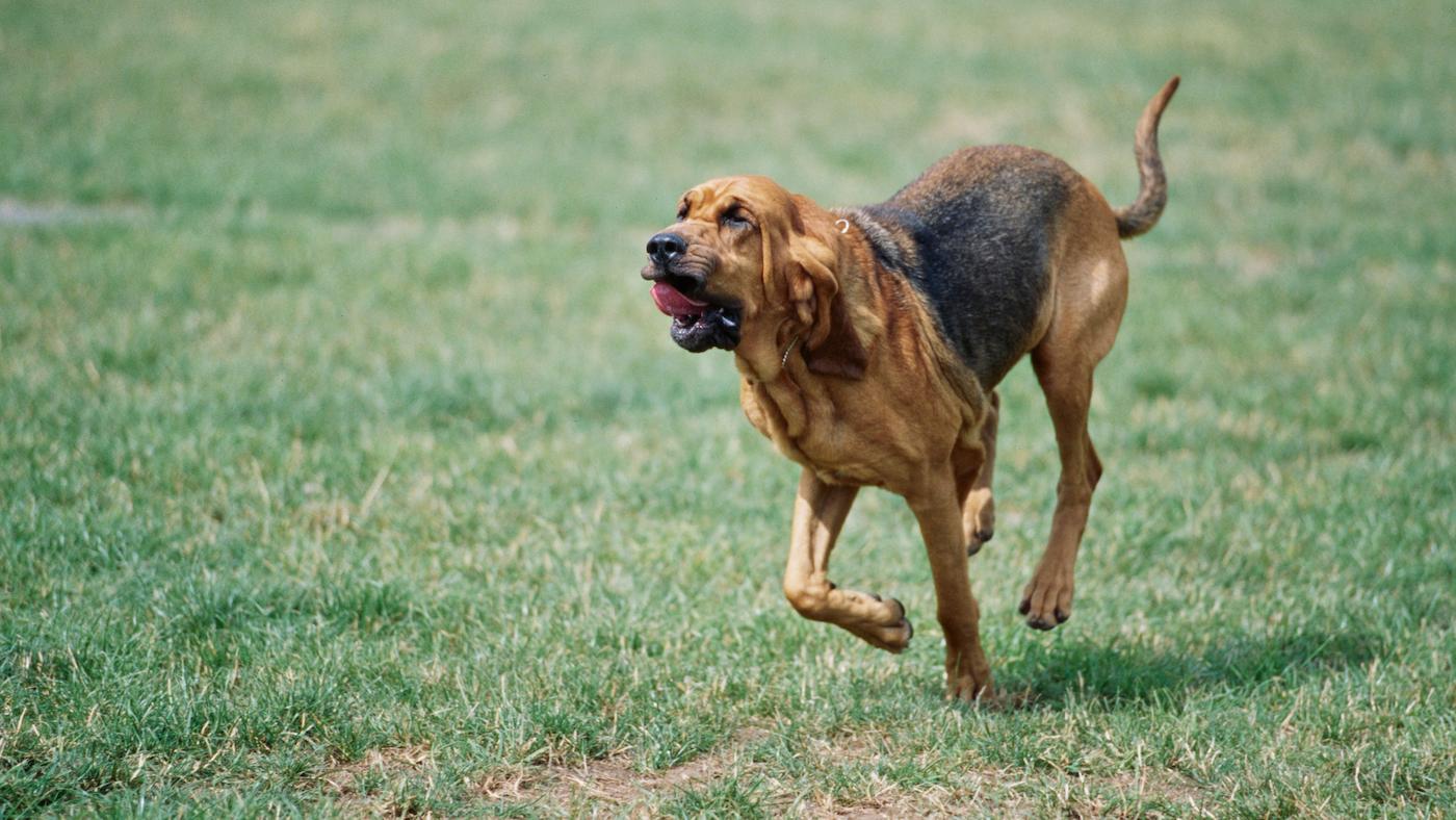 Bloodhound running in field