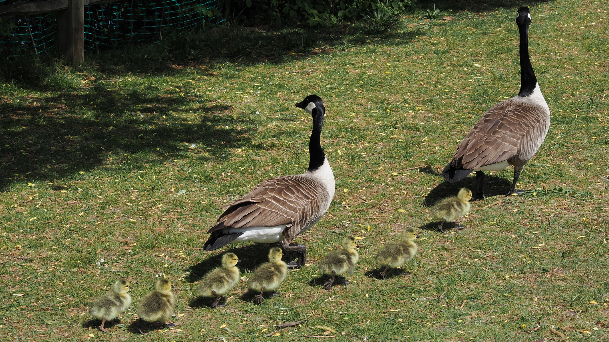 family of geese and goslings walking on grass
