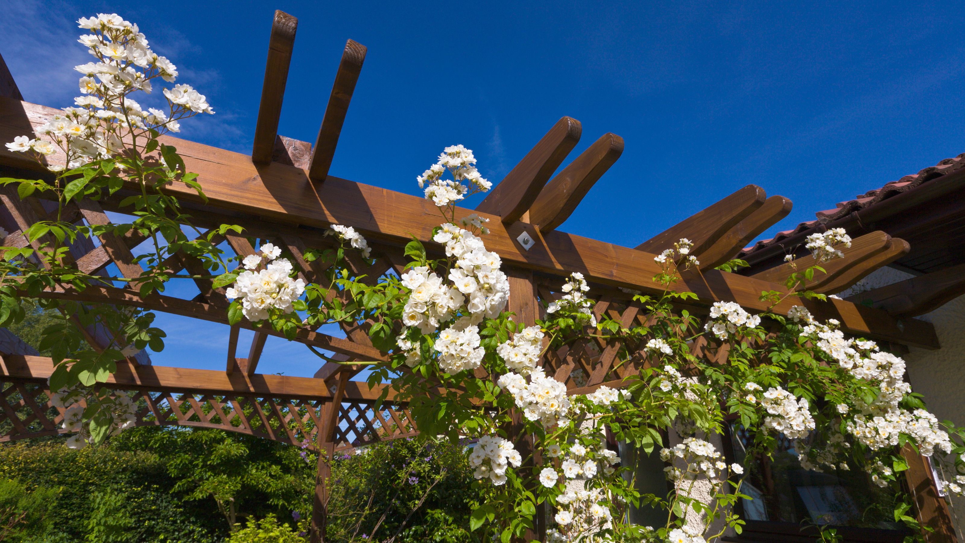 Rose 'Rambling Rector' growing on wooden pergola