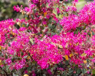 Pink flowers of Chinese fringe shrub