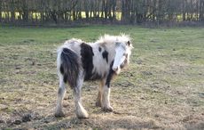 Highclere-horses-1.jpg