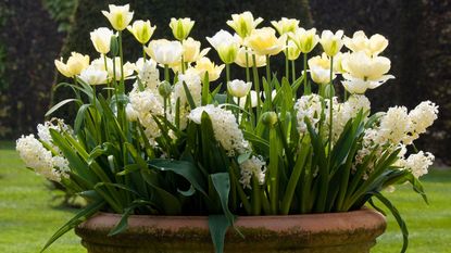 White tulips and hyacinths growing in a pot