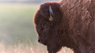Close-up of bull bison standing in field