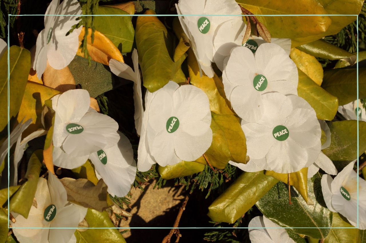 A photo of white poppy badges on a background of leaves