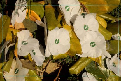 White poppy meaning: What the pacifist symbol means and why people