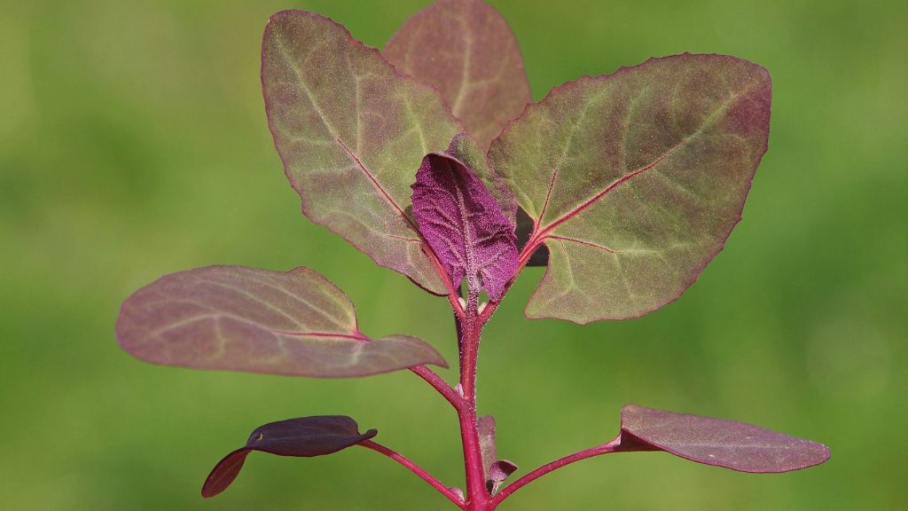 focus on mountain spinach plant 