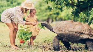 Tortoise at Four Seasons Seychelles, Desroches