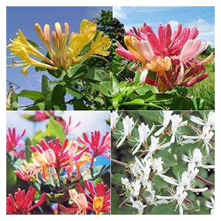 A split screen of four varieties of honeysuckle flowers