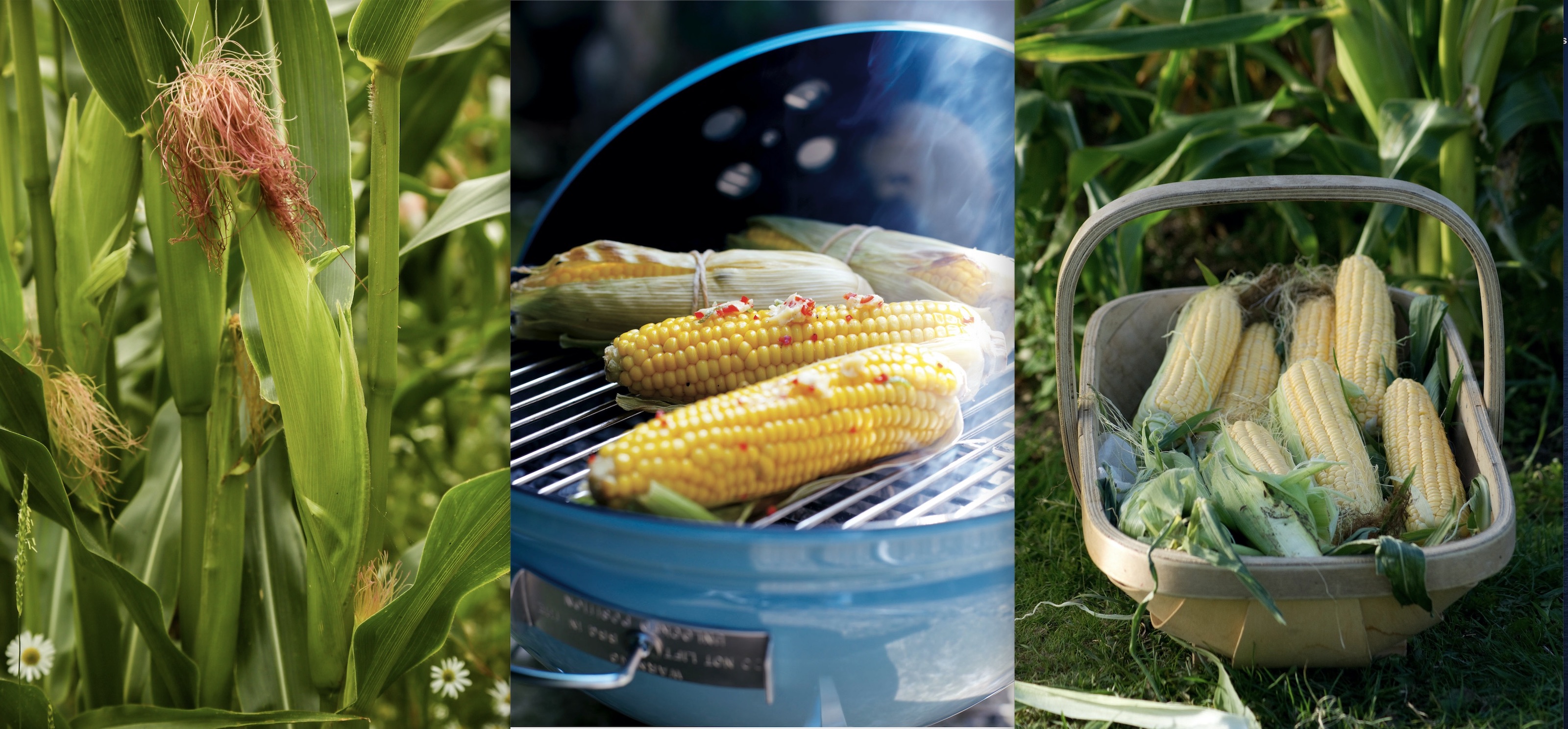 How To Grow Corn Step by step Homes Gardens