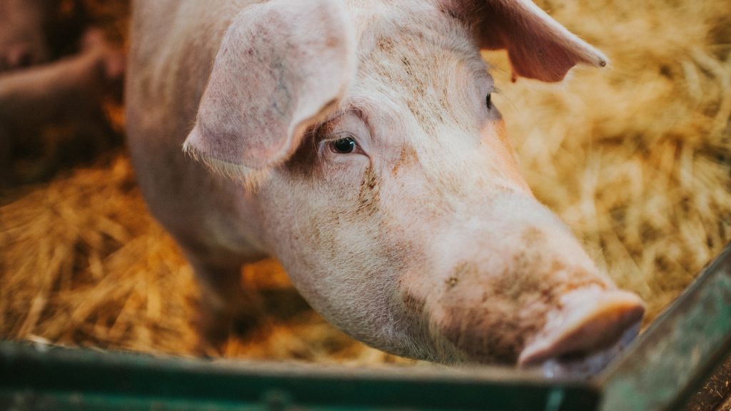 Scientists revived the cells of pigs an hour after death, a potential organ tran..