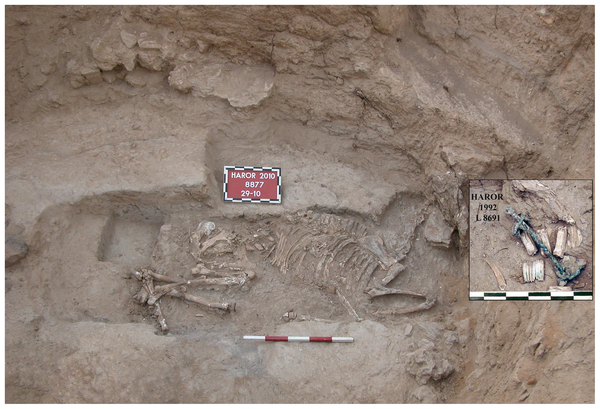 Bronze-Age Donkey Sacrifice Found in Israel | Live Science