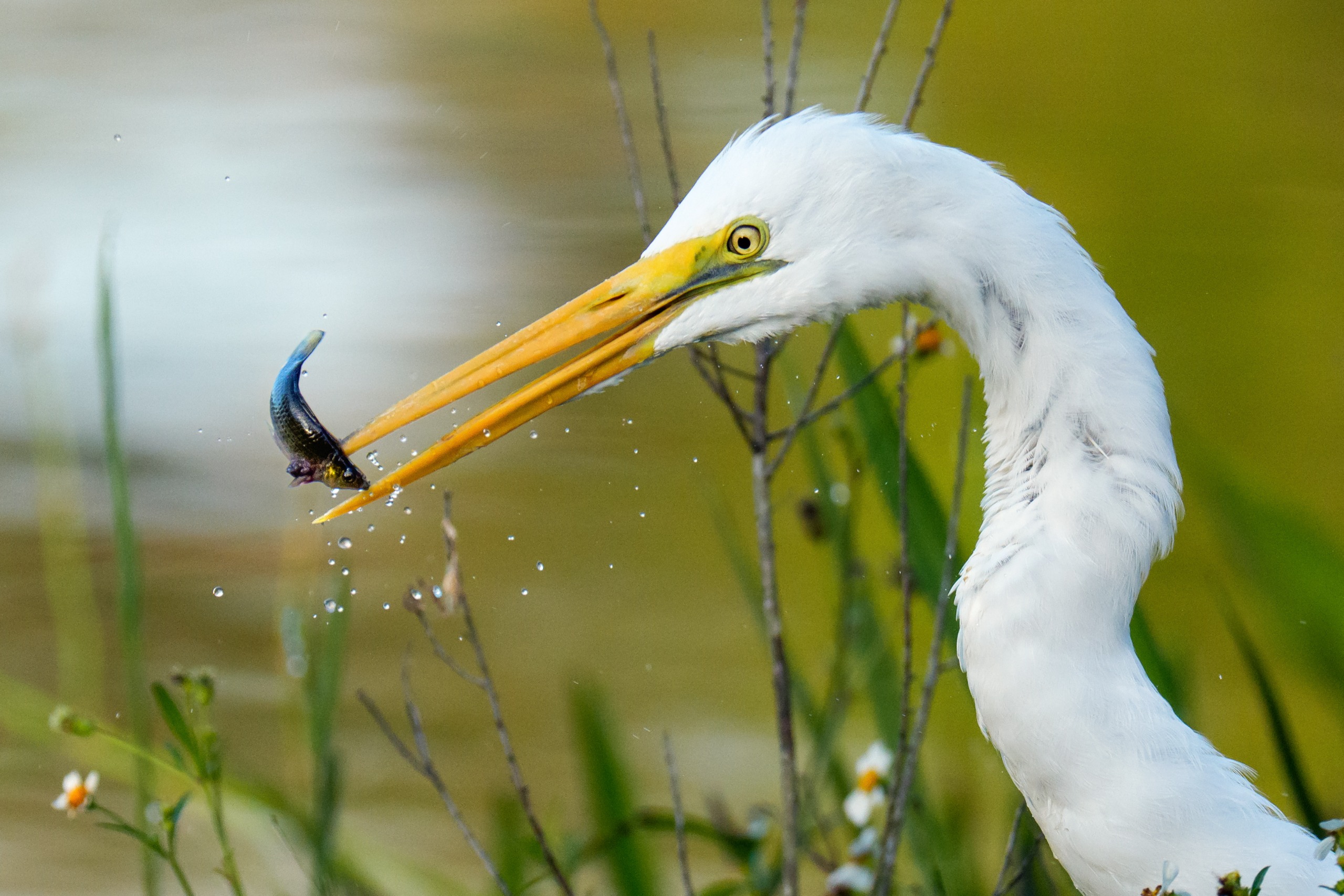 A great egret catches a fish at Arthur R. Marshall Loxahatchee National Wildlife Refuge in Boynton Beach