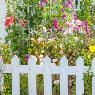 grasses with coloured flowers, with a white picket fence