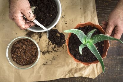 Repotting Of An Aloe Plant