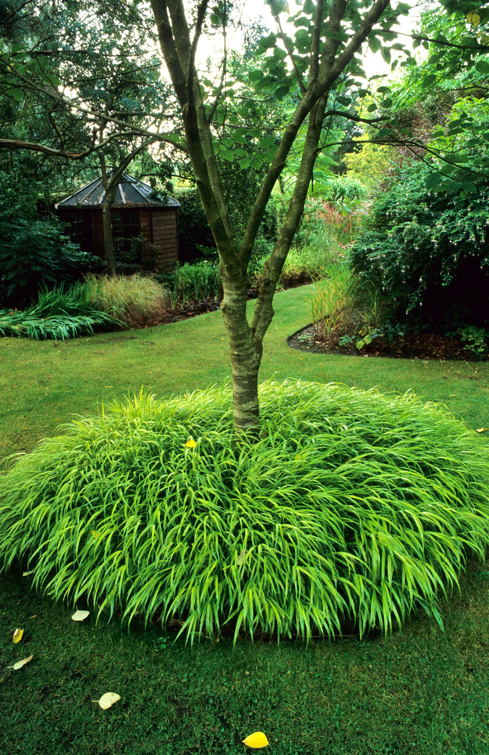 How To Grow Ornamental Grasses – Add Drama With These Low-maintenance ...