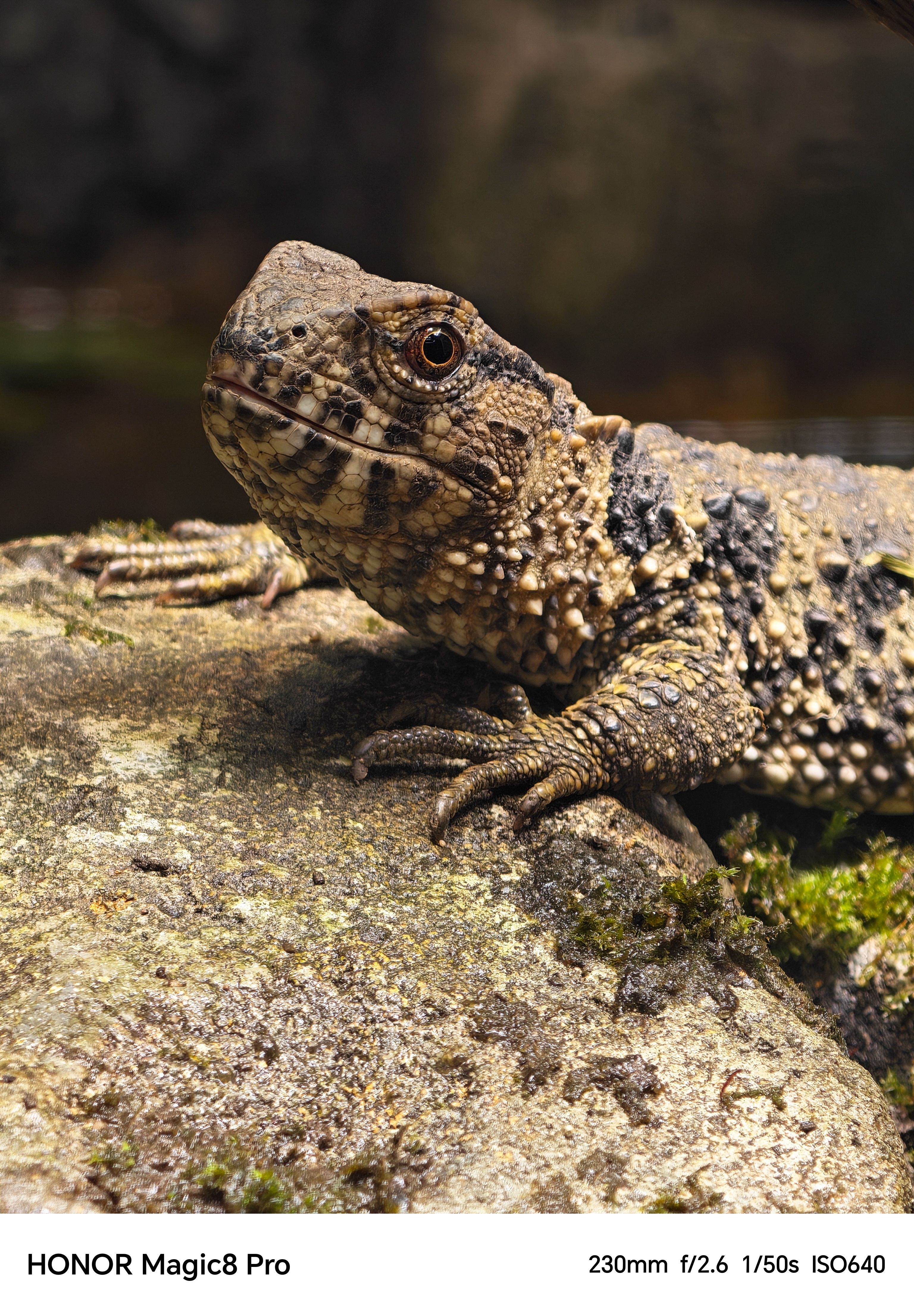 A close-up of a small lizard on a rock shot on an Honor Magic 8 Pro