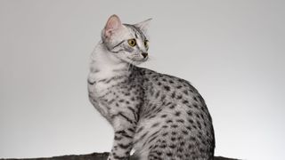 silver leopard-spotted cat sat down and looking to the right