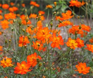 Cosmos sulphureus ‘Bright Lights’