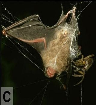 bat-eating spider