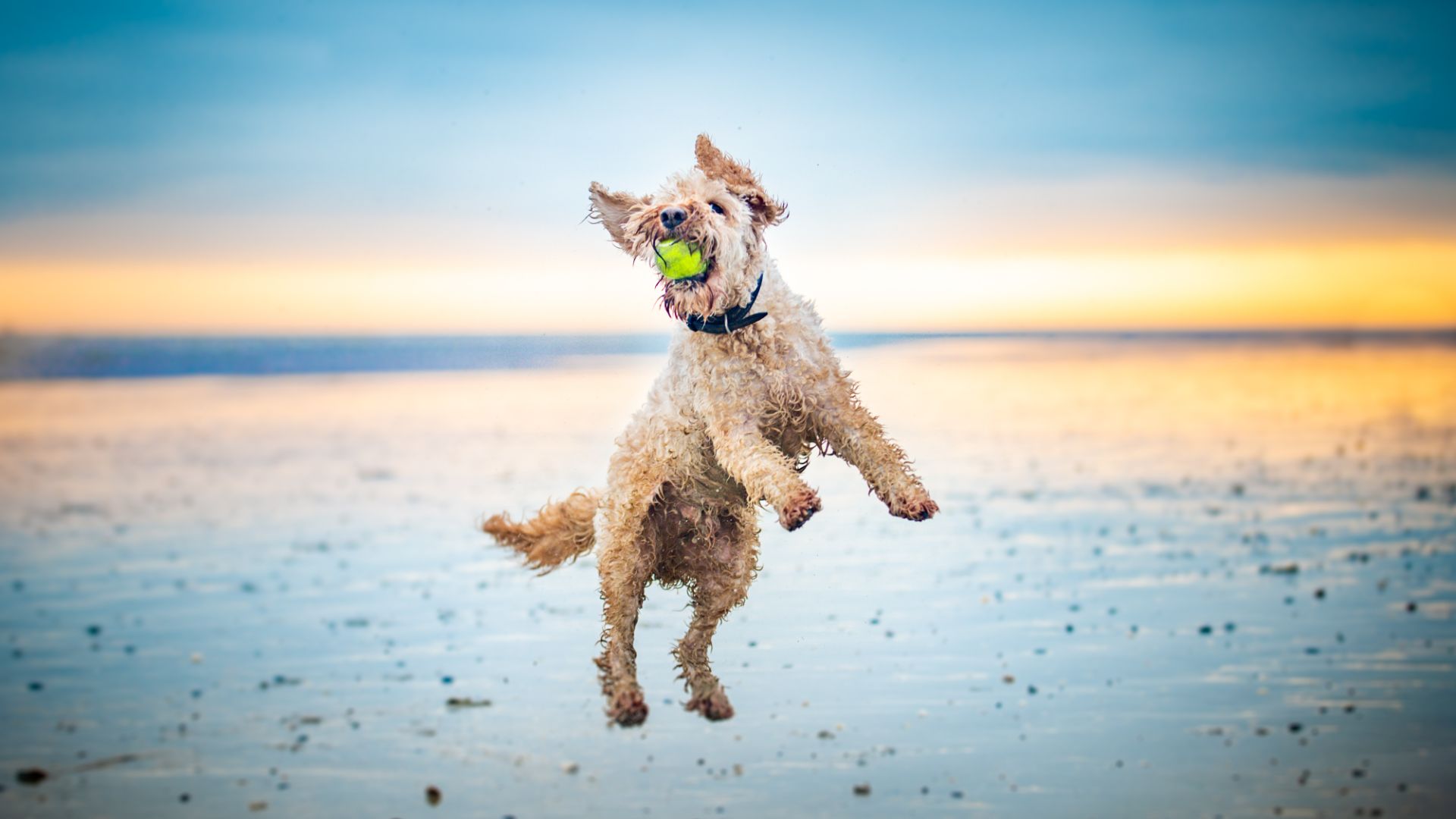 poodle mix at the beach jumping to catch a ball