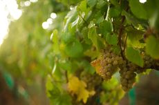Chardonnay-Homepage.jpg