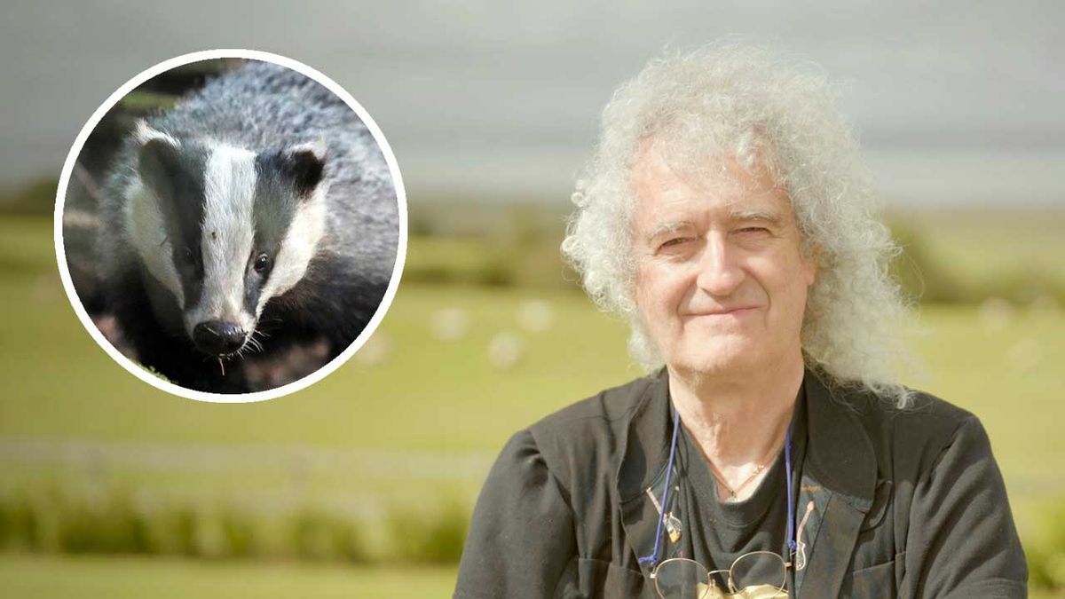 Brian May on a farm and (inset) a badger