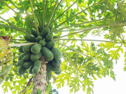 Papaya Tree With Black Spot Symptoms