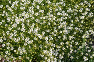 White flowers of Sagina subulata in the garden.