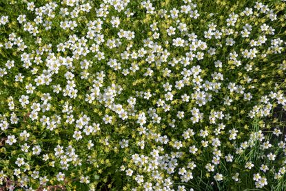 Best Ground Cover Plants to Prevent Weeds — 7 Varieties to Choose ...