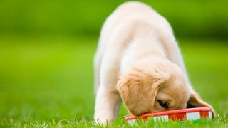 Puppy eating out of a bowl