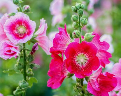 Hollyhock, Alcea, Alcea rosea cultivar, Althaea rosea, Beauty in