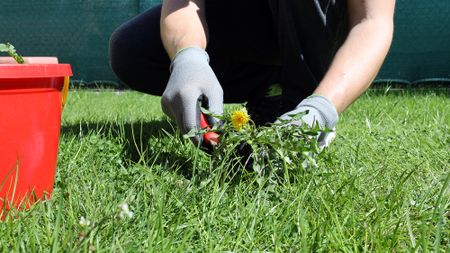 Man pulling up dandelion in lawn