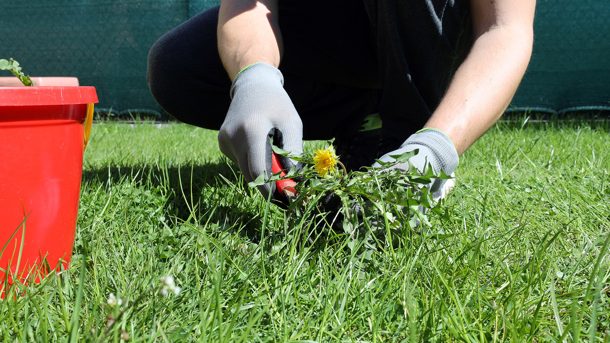 Man pulling up dandelion in lawn