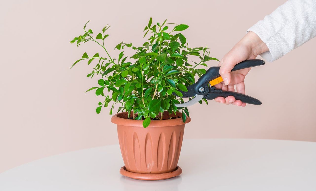 pruning houseplants